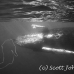 whale_humpback_h_00029_dom3418.jpg